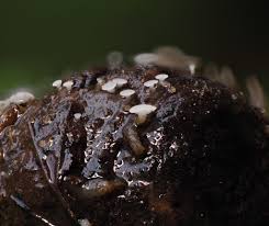 Attēlu rezultāti vaicājumam “Neocudoniella albiceps”