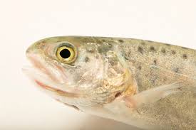Image result for Oncorhynchus clarkii