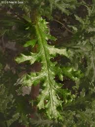 Attēlu rezultāti vaicājumam “Senecio viscosus leaf”