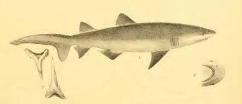 Image result for Carcharias