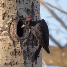 Attēlu rezultāti vaicājumam “Dryocopus martius adult”