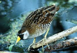 Image result for Porzana carolina