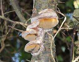 Attēlu rezultāti vaicājumam “Phellinus pomaceus”