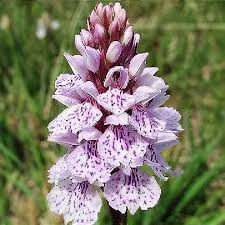 Attēlu rezultāti vaicājumam “Dactylorhiza maculata leaf”