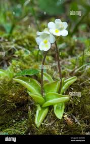 Attēlu rezultāti vaicājumam “Pinguicula alpina”