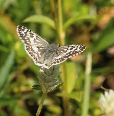 Attēlu rezultāti vaicājumam “Pyrgus alveus upperside”