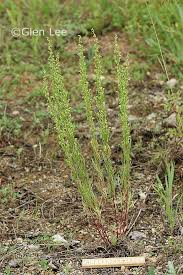 Attēlu rezultāti vaicājumam “Artemisia campestris”