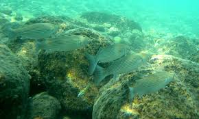 Image result for Chelon saliens