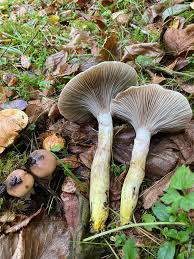 Attēlu rezultāti vaicājumam “Gomphidius glutinosus”