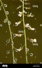 Attēlu rezultāti vaicājumam “Circaea lutetiana fruit”