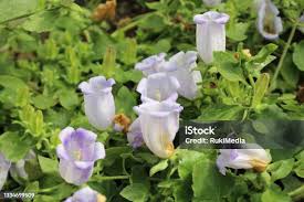 Image result for Campanula formanekiana