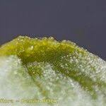 Attēlu rezultāti vaicājumam “Hammarbya paludosa leaf”