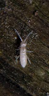 Attēlu rezultāti vaicājumam “Heteromurus nitidus”