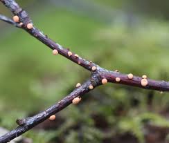 Attēlu rezultāti vaicājumam “Nectria episphaeria”