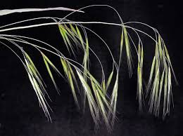 Attēlu rezultāti vaicājumam “Anisantha tectorum”