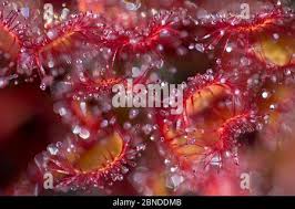 Attēlu rezultāti vaicājumam “Drosera x obovata”