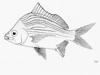 Image result for Eugerres plumieri