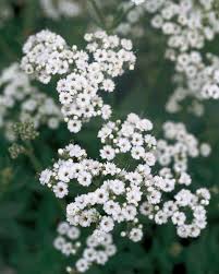 Attēlu rezultāti vaicājumam “Gypsophila fastigiata flower”