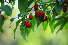 Attēlu rezultāti vaicājumam “Cornus mas fruit”