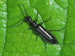 Attēlu rezultāti vaicājumam “Dasytidae”