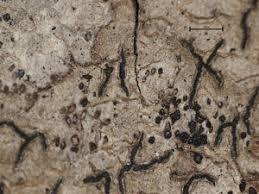 Attēlu rezultāti vaicājumam “Arthonia vinosa”