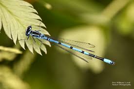 Attēlu rezultāti vaicājumam “Coenagrion armatum female”