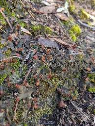 Attēlu rezultāti vaicājumam “Peltigera polydactylon”