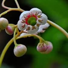 Attēlu rezultāti vaicājumam “Chimaphila umbellata bud”