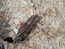 Attēlu rezultāti vaicājumam “Nithecus jacobaeae”