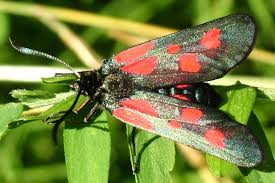 Attēlu rezultāti vaicājumam “Zygaena viciae”