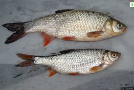 Image result for Leuciscus idus