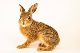 Attēlu rezultāti vaicājumam “Lepus timidus”