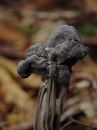 Attēlu rezultāti vaicājumam “Helvella lacunosa”