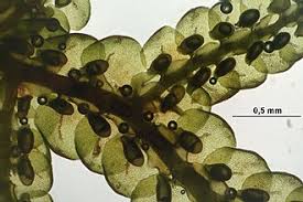 Attēlu rezultāti vaicājumam “Frullania fragilifolia macro”