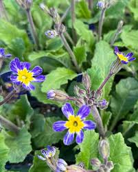 Attēlu rezultāti vaicājumam “Primula veris leaf”