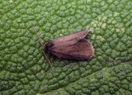 Attēlu rezultāti vaicājumam “Psyche casta”