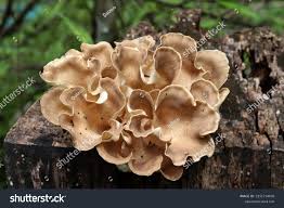 Attēlu rezultāti vaicājumam “Polyporus umbellatus”