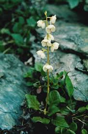 Attēlu rezultāti vaicājumam “Pyrola rotundifolia”