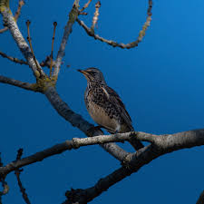 Attēlu rezultāti vaicājumam “Turdus pilaris juvenile”