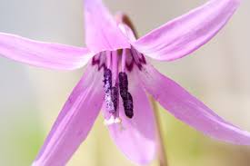 Attēlu rezultāti vaicājumam “Erythronium sibiricum flower”