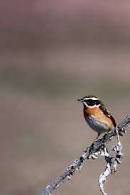 Attēlu rezultāti vaicājumam “Saxicola rubetra”