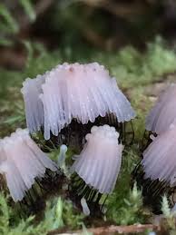 Attēlu rezultāti vaicājumam “Stemonitis fusca”