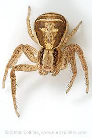 Attēlu rezultāti vaicājumam “Xysticus ulmi”