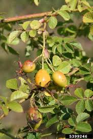 Attēlu rezultāti vaicājumam “Cribraria rubiginosa”