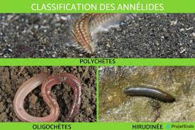 Attēlu rezultāti vaicājumam “Annelides”