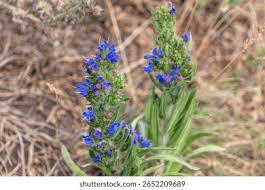 Attēlu rezultāti vaicājumam “Echium vulgare bud”