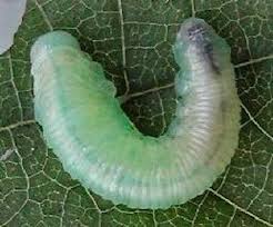 Attēlu rezultāti vaicājumam “Eriocampa ovata”