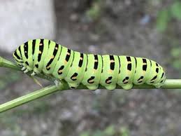 Attēlu rezultāti vaicājumam “Papilio machaon larva”