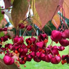 Attēlu rezultāti vaicājumam “Euonymus fruit”