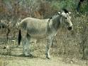  Zonkey , Equus Species Sterile Zebra - Donkey Hybrid Photographic ... 